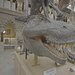 Der Dinosaurier-Jäger Thumbnail
