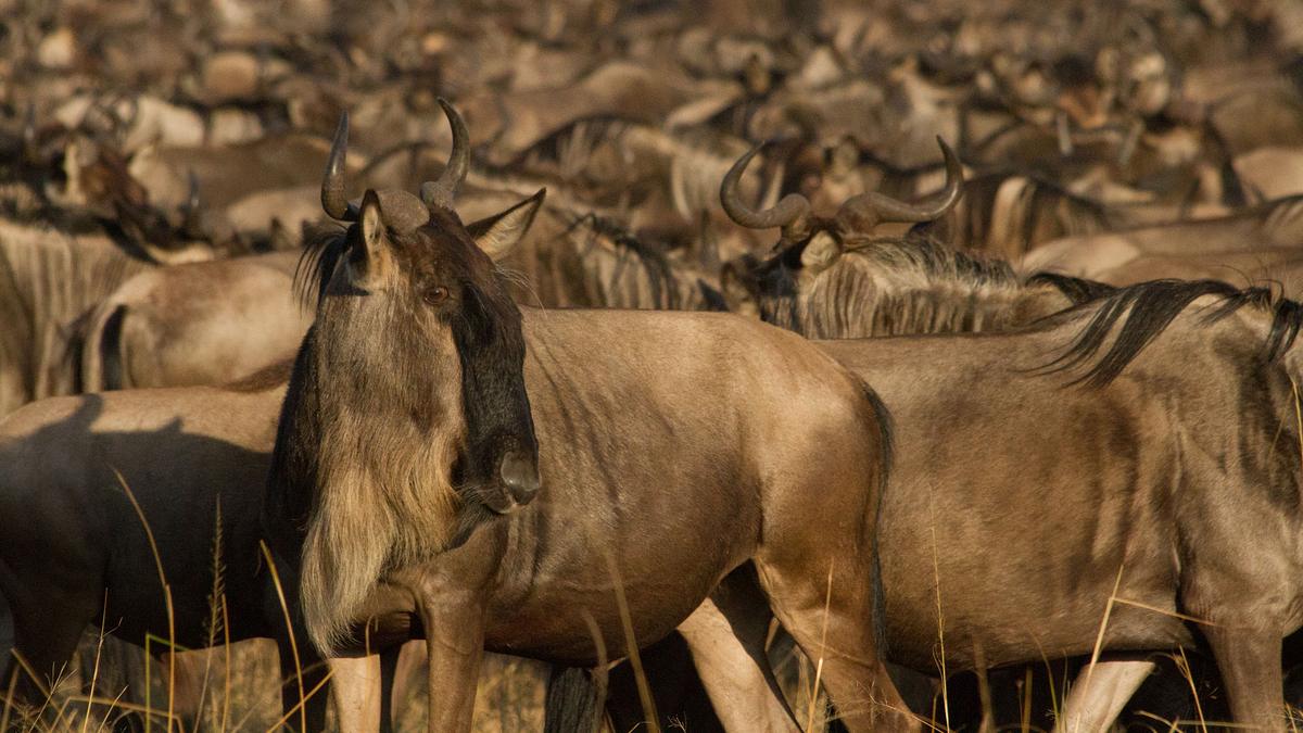 löwinnen: jagd ums überleben