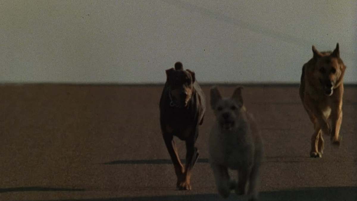Killerhunde Killerhunde