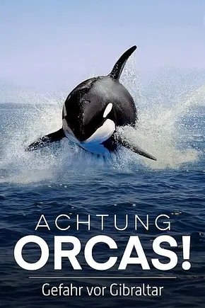 Achtung Orcas! Gefahr vor Gibraltar? - Foto: TMDB