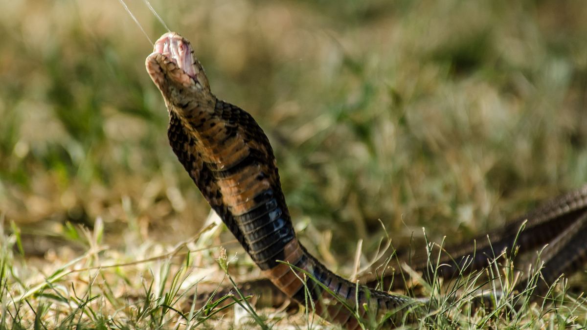 afrikas tödlichste jäger