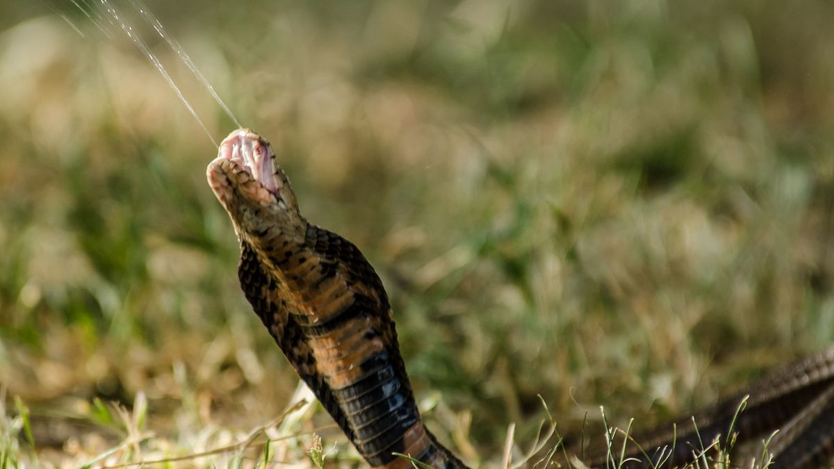 afrikas tödlichste jäger