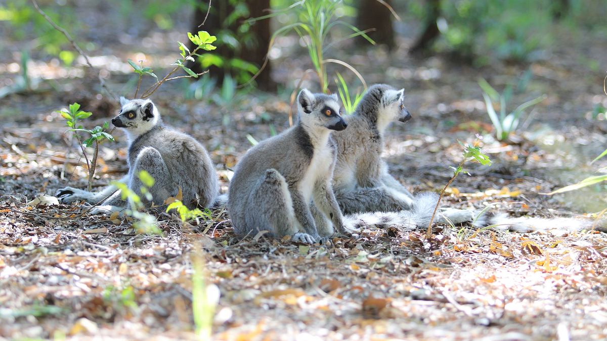 endangered - vom aussterben bedroht