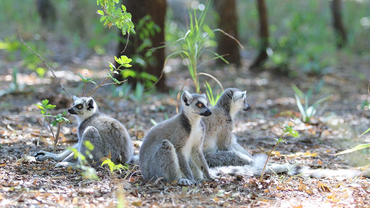 endangered - vom aussterben bedroht