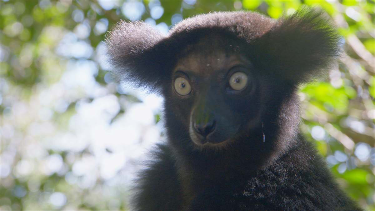 madagaskars tierische freaks