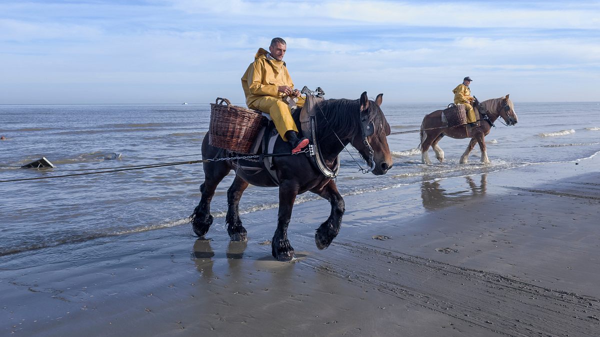 leben an der nordsee