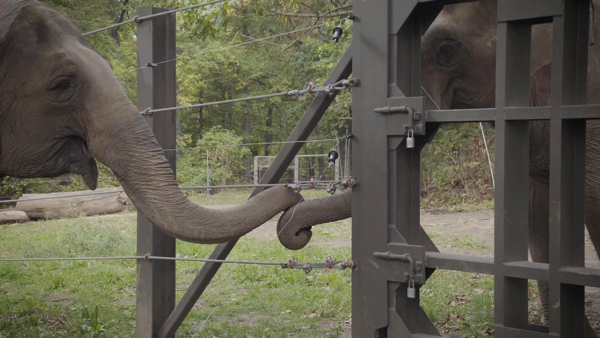 bronx zoo - tierpark der superlative