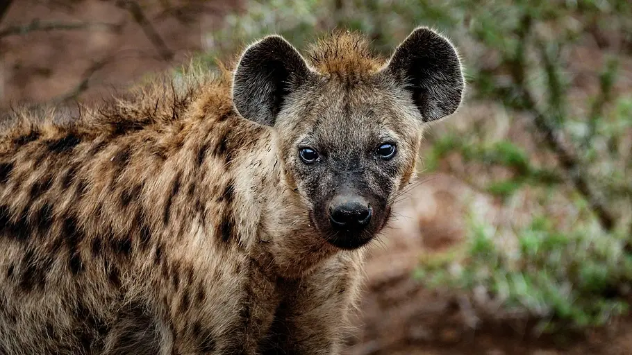 Tierische Superhelden tierische superhelden