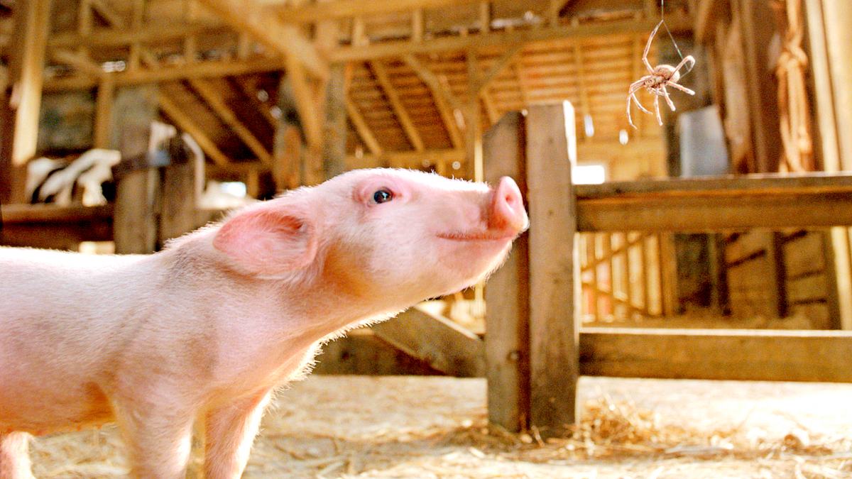schweinchen wilbur und seine freunde