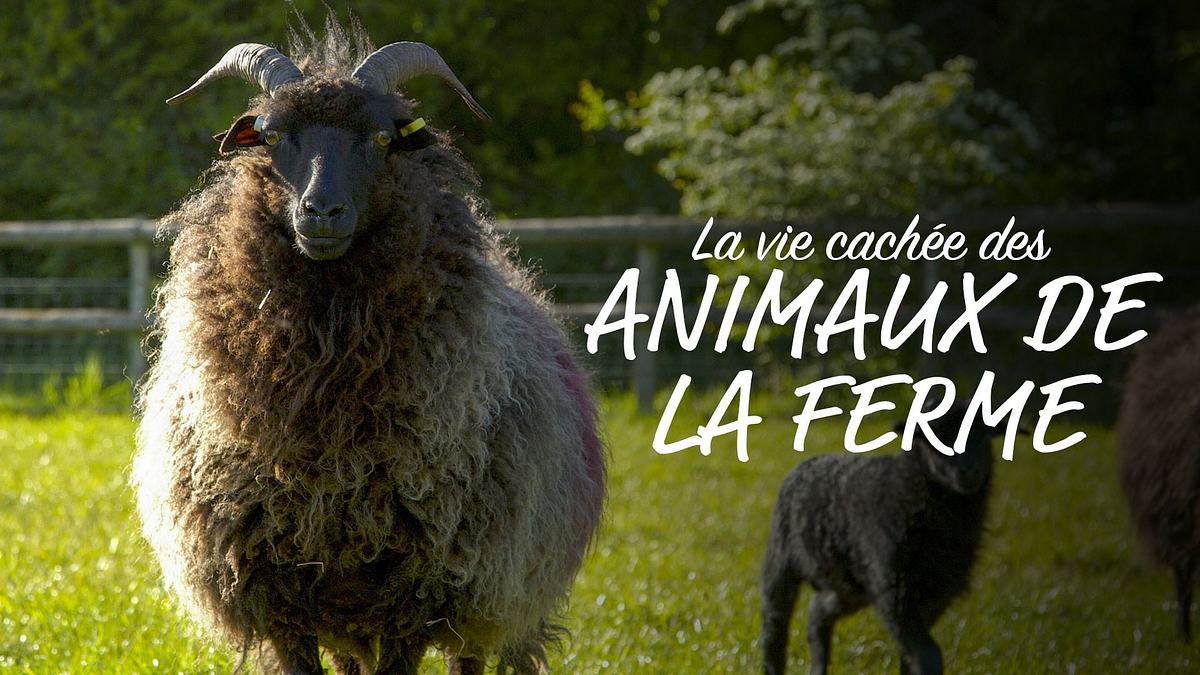 das verborgene leben der bauernhoftiere