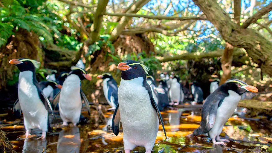 Wildes Neuseeland wildes neuseeland