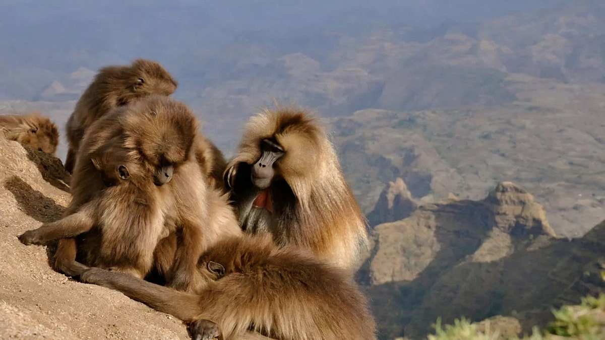 Afrikas wilde Wunderwelt Afrikas wilde Wunderwelt