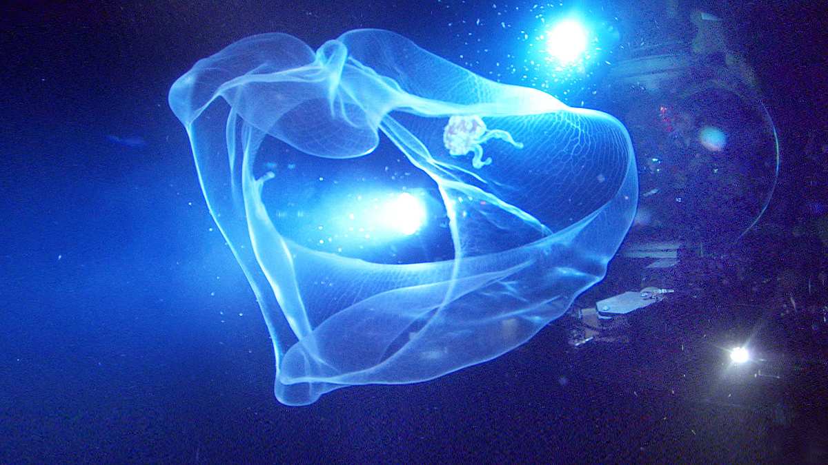 Aliens der Meere Aliens der Meere