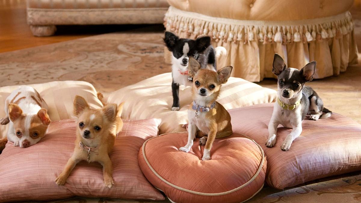 Beverly Hills Chihuahua 2 Beverly Hills Chihuahua 2