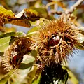Esskastanienwälder und wilde Natur - An Montenegros Skutari See Thumbnail
