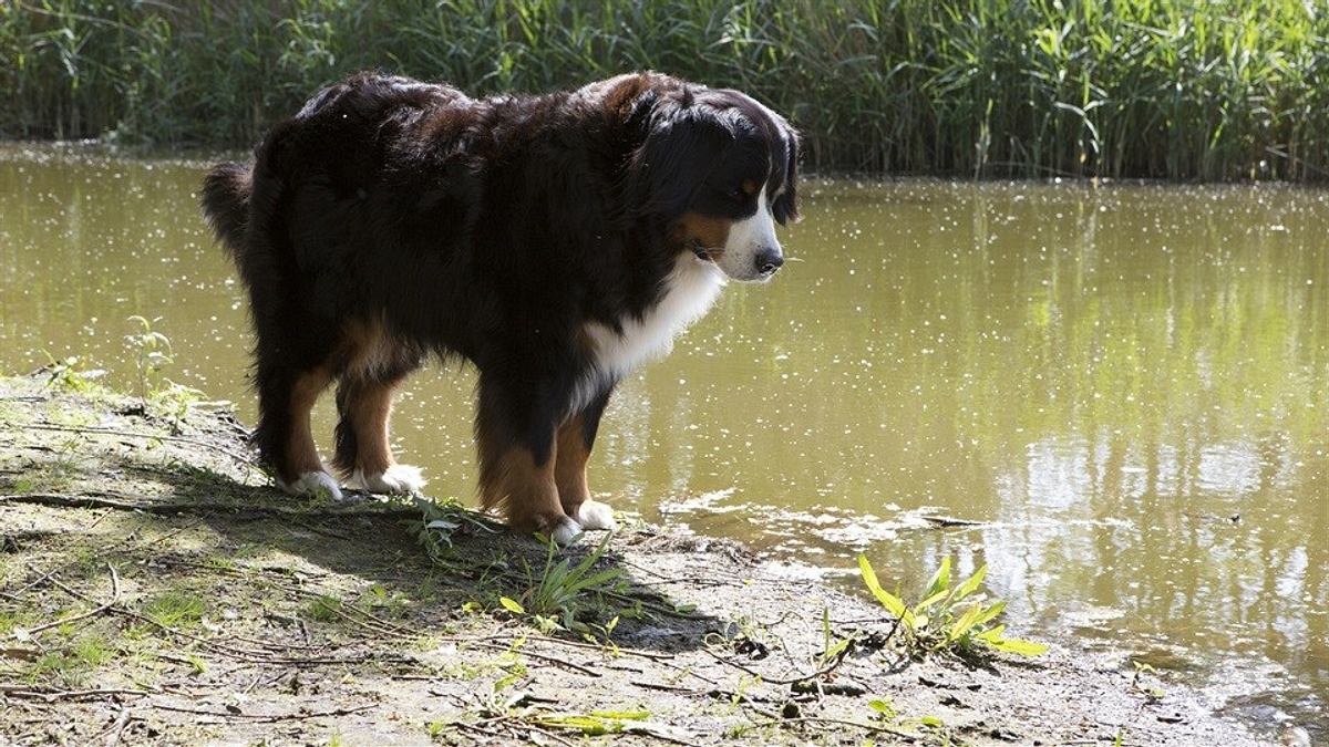 löwenzähnchen - eine schnüffelnase auf entdeckungstour