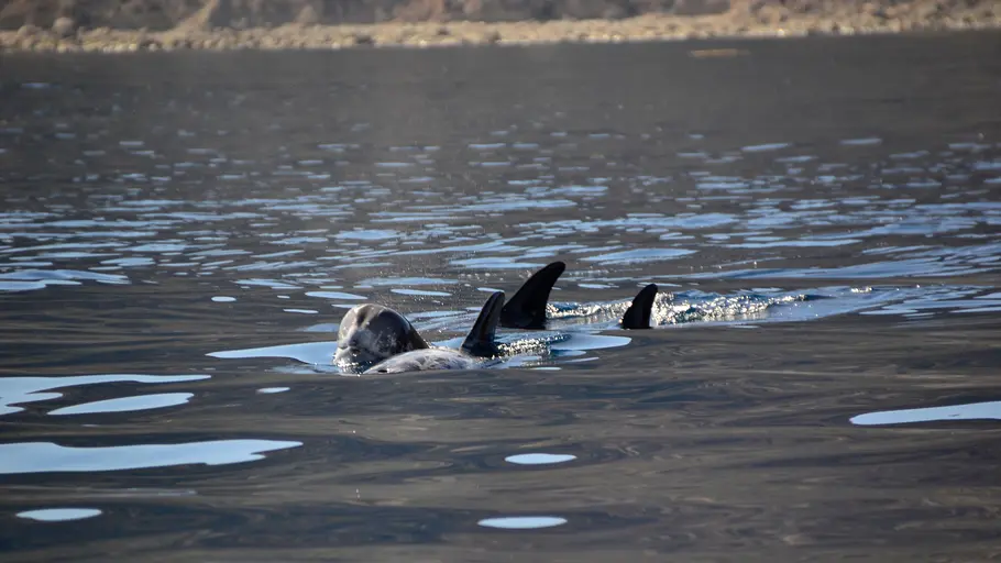 Pelagos - Welt der Wale pelagos - welt der wale