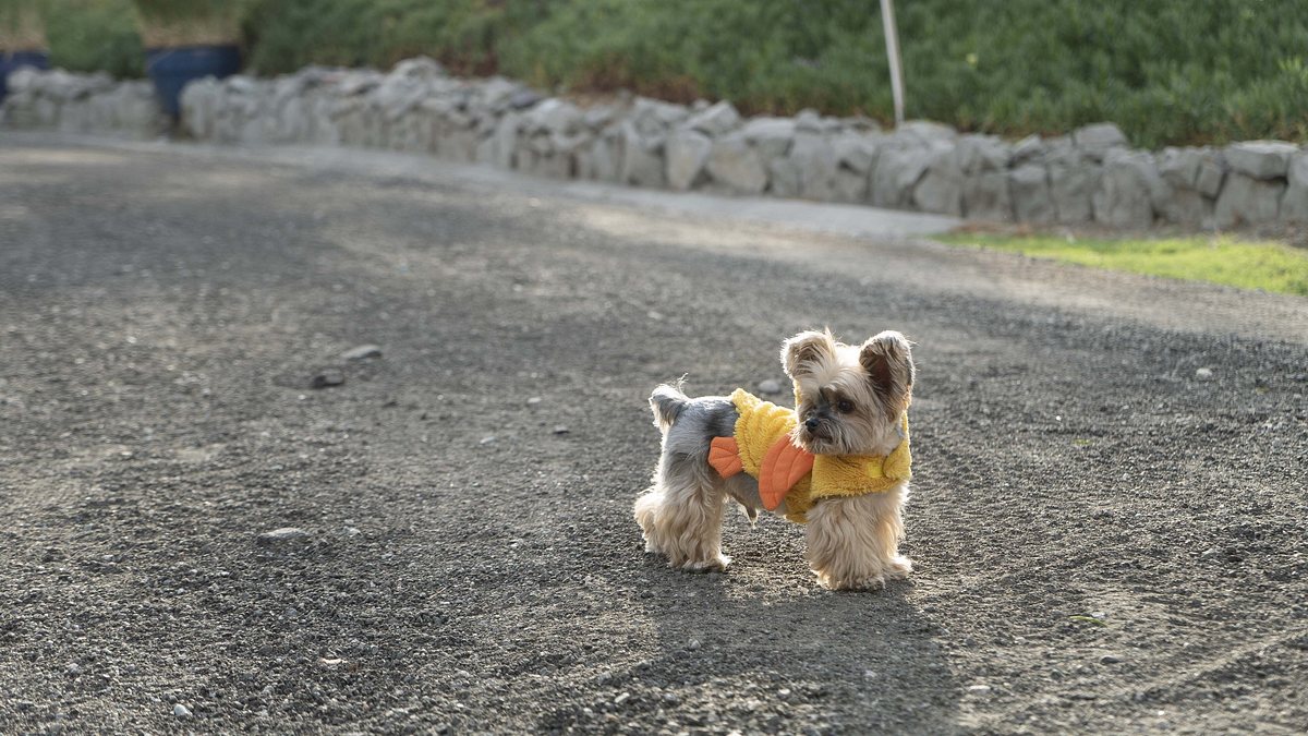 cesar millan: guter mensch, guter hund