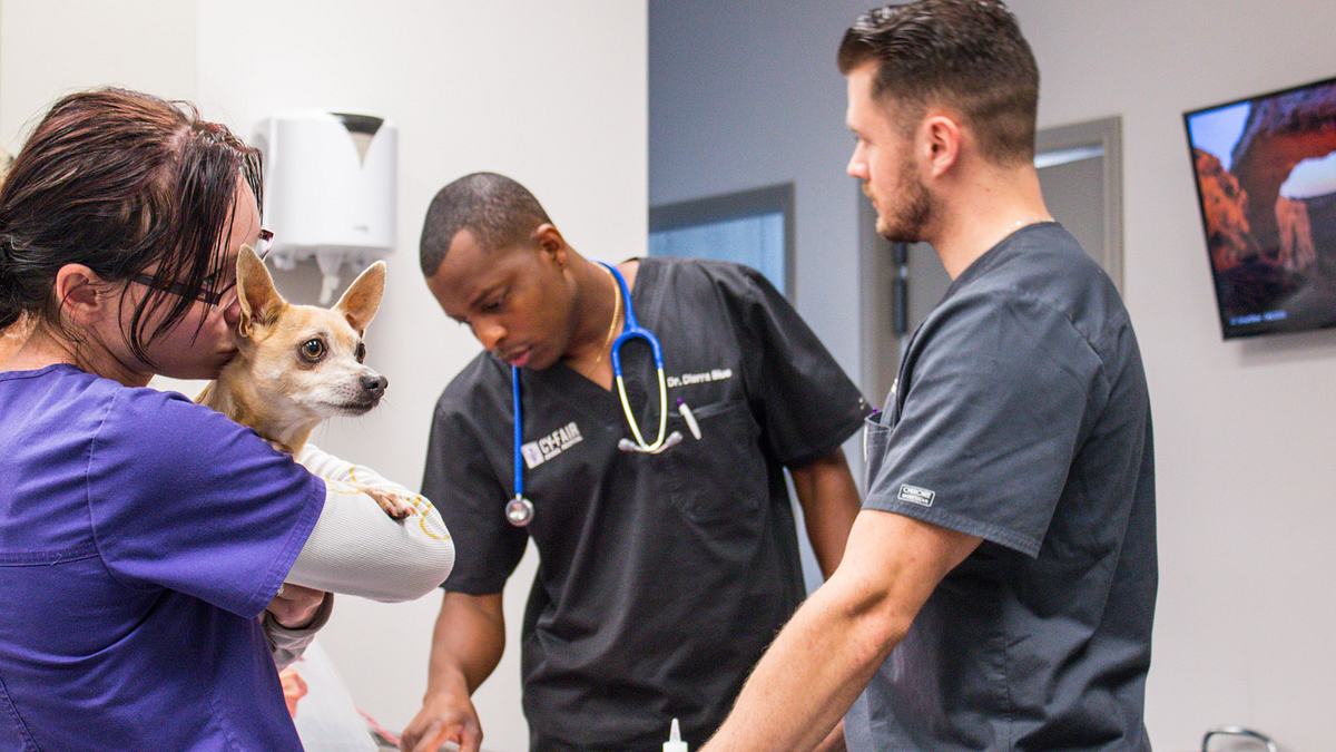 Die Tierärzte von Houston die tierärzte von houston