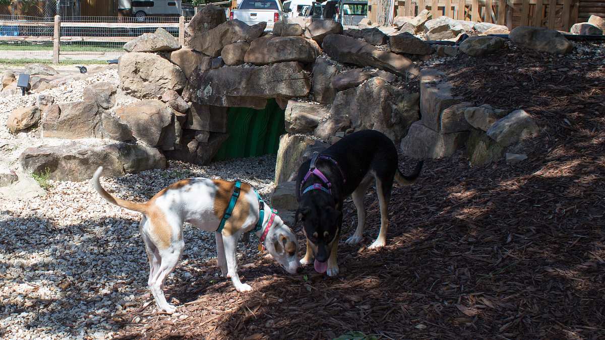 pitbulls auf bewährung