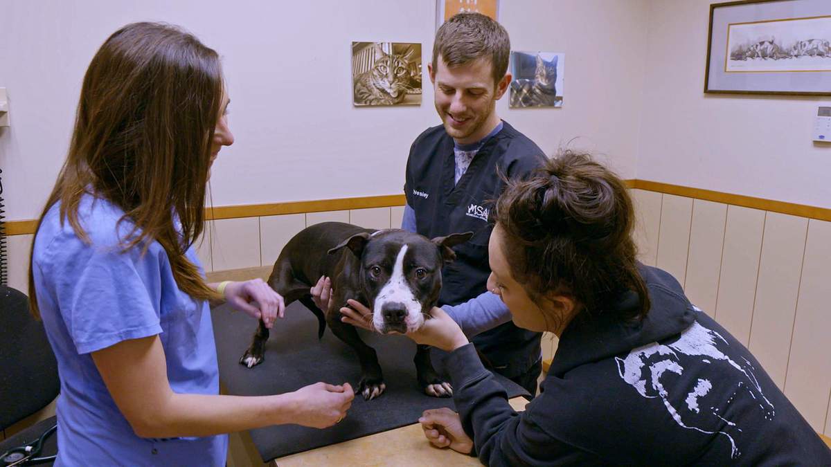 Pitbulls auf Bewährung pitbulls auf bewährung