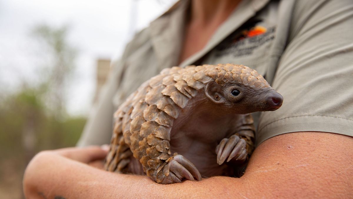 tierbabys in not: rettung in der wildnis