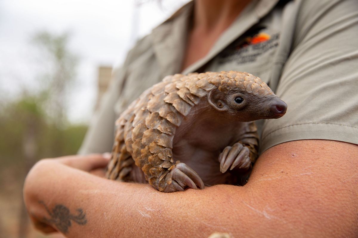 Tierbabys in Not: Rettung in der Wildnis tierbabys in not: rettung in der wildnis