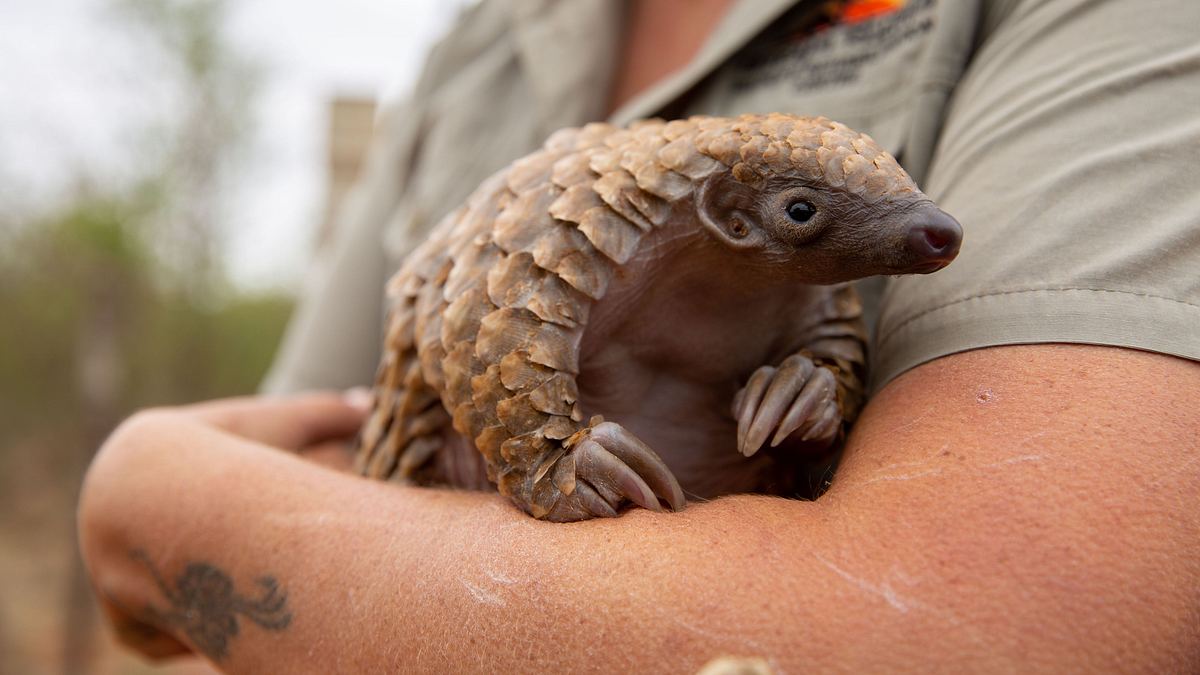 tierbabys in not: rettung in der wildnis