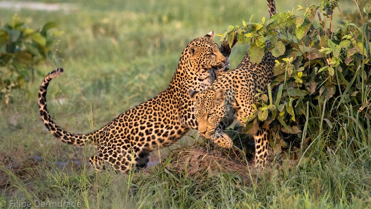 savage kingdom