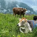 Das Trentino - Naturparadies in Norditalien Thumbnail