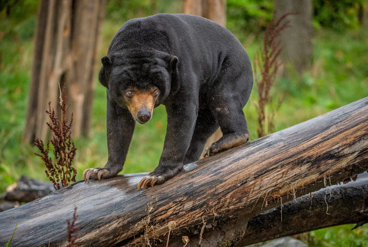 Zoo und so - Tierisch wild! zoo und so - tierisch wild!