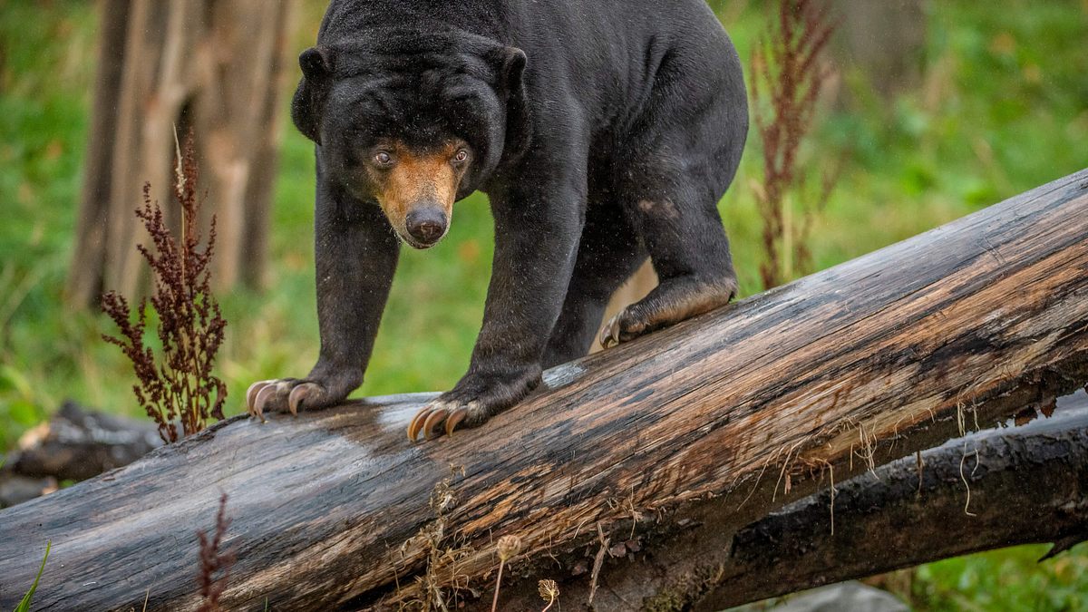 zoo und so - tierisch wild!