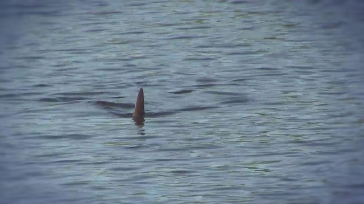 shark terror - verloren auf hoher see