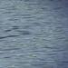 Shark Terror - Verloren auf hoher See Thumbnail