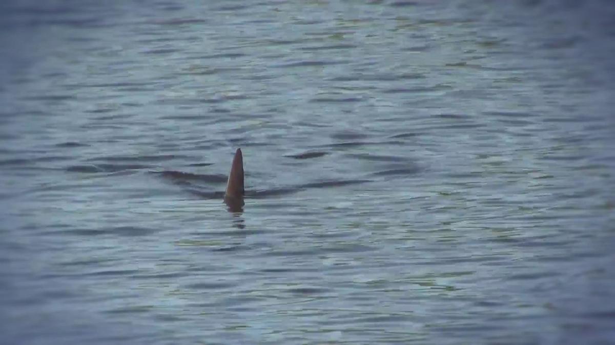 shark terror - verloren auf hoher see