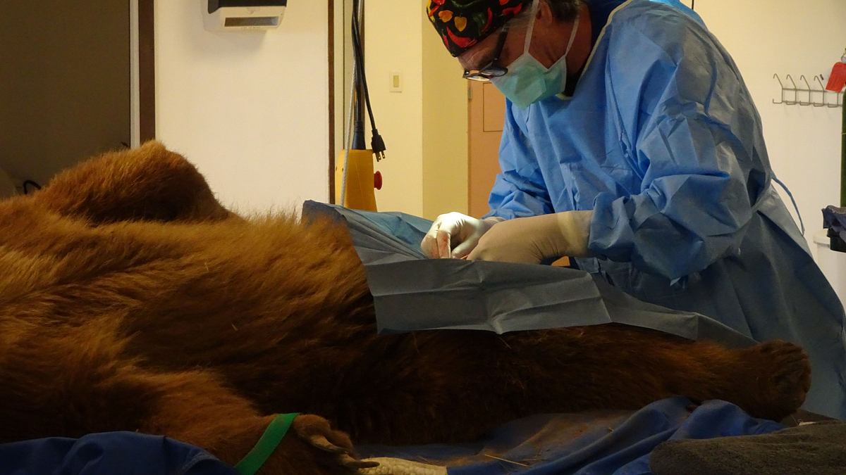 tierarzt dr. jeff