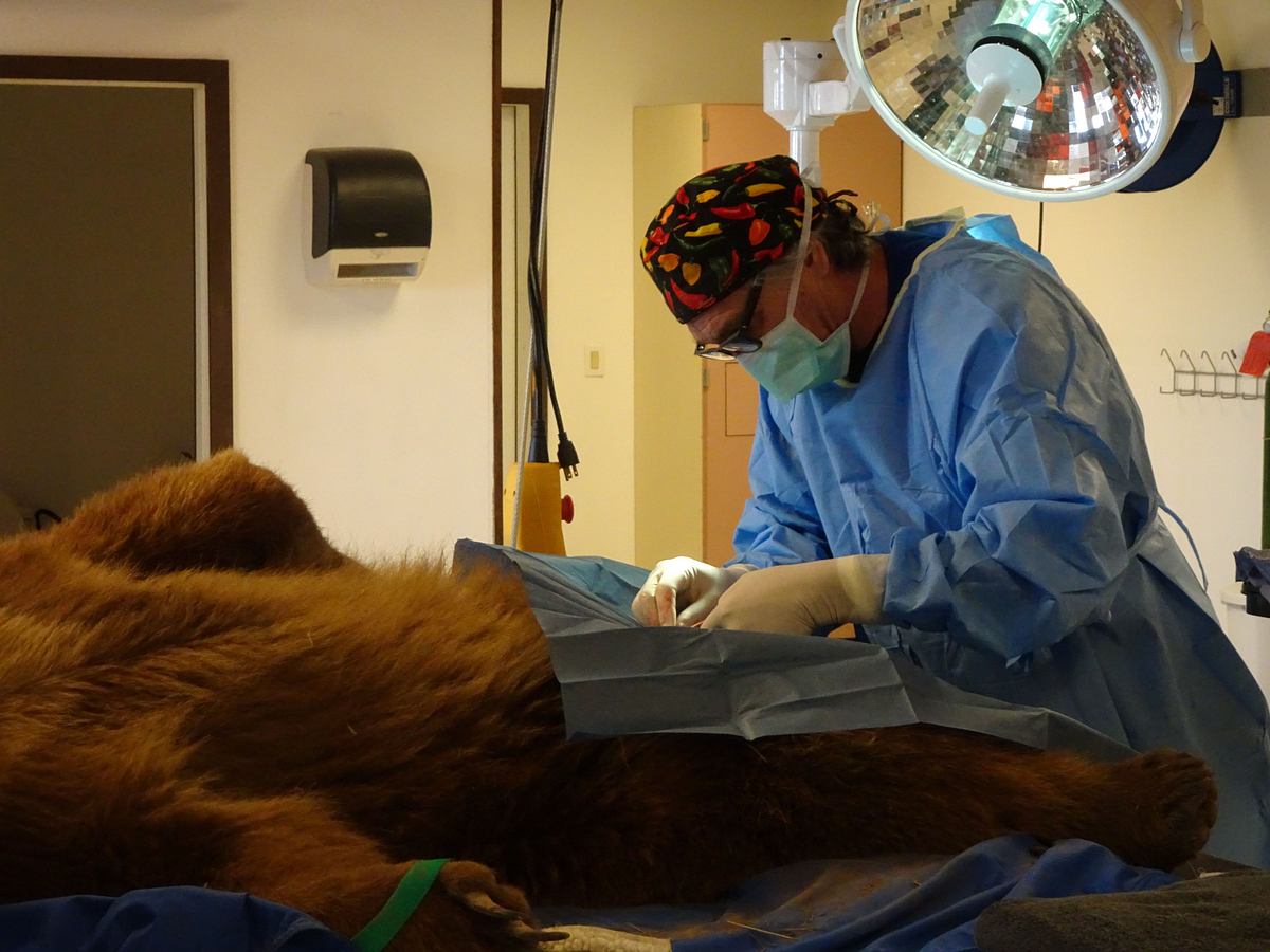 tierarzt dr. jeff