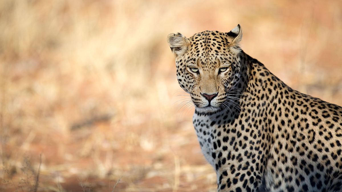 sri lankas leoparden-dynastie