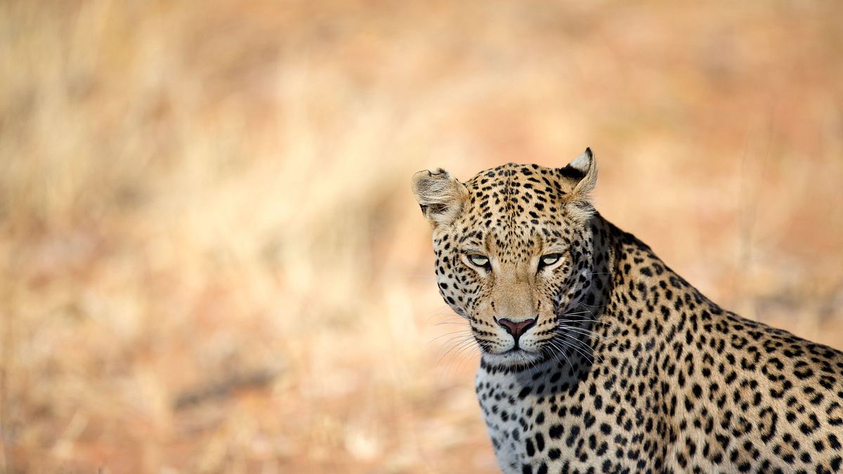 sri lankas leoparden-dynastie