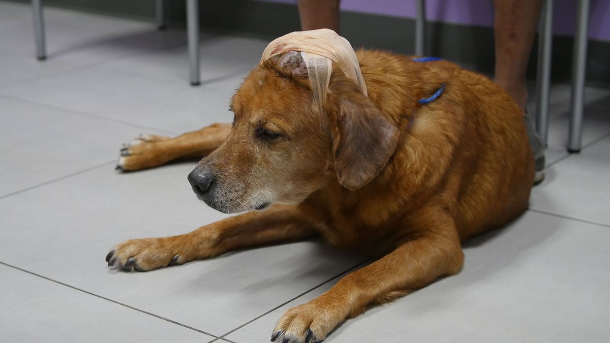 Die Tierärzte von Houston die tierärzte von houston