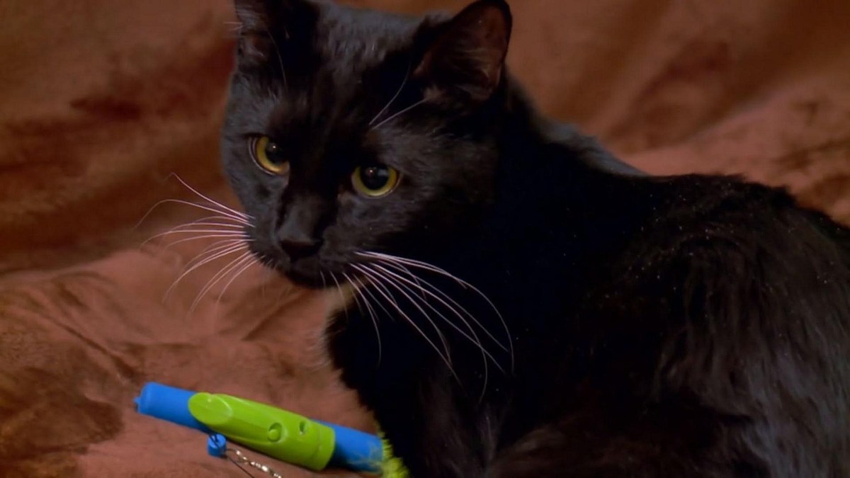 der katzenflüsterer