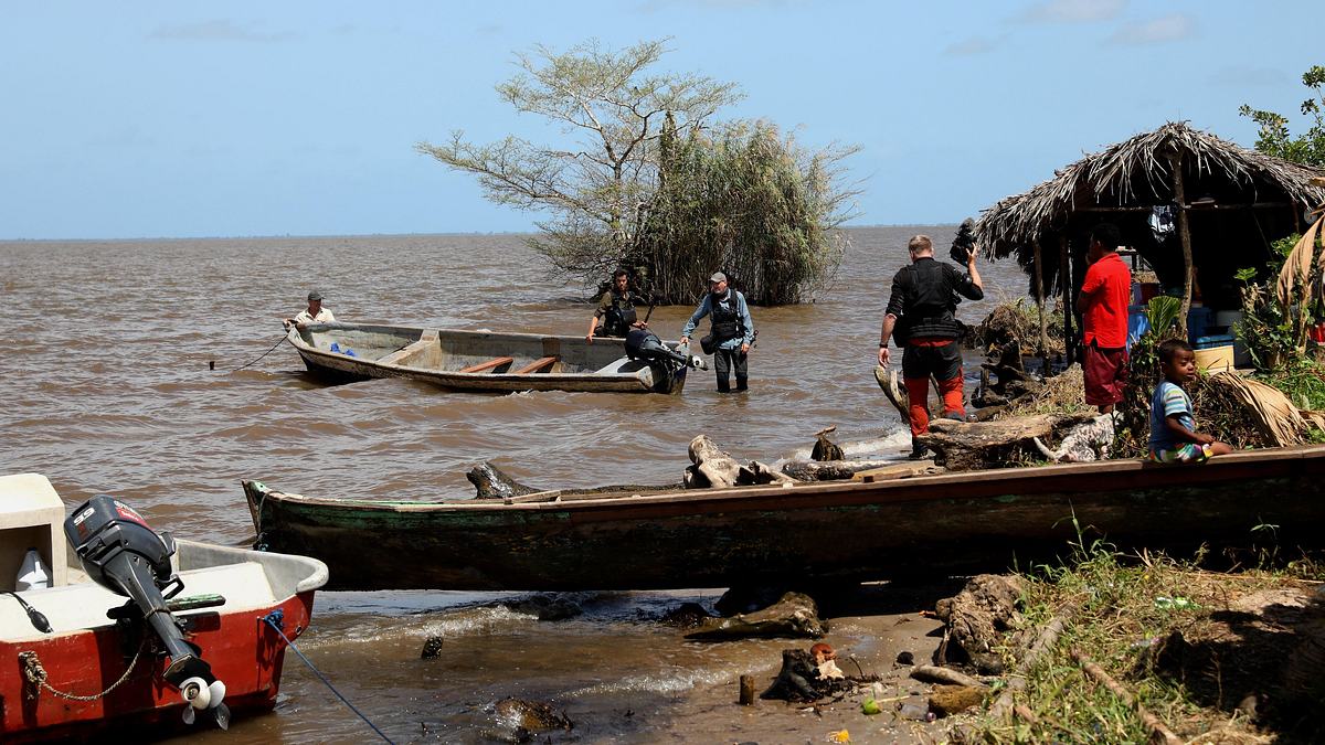 giganten unter wasser - riesenfischen auf der spur