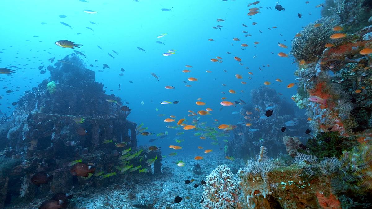 into the blue - indonesiens unterwasserparadiese