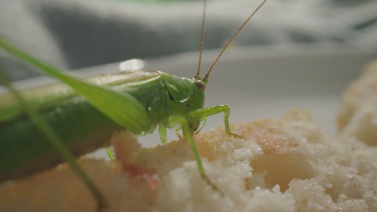 smarte insekten - wie winzige gehirne geniales leisten