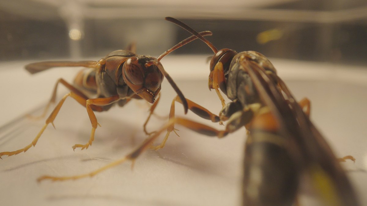 smarte insekten - wie winzige gehirne geniales leisten