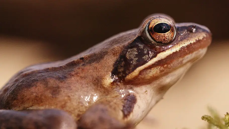 Tierische Superhelden tierische superhelden