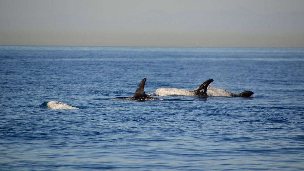 pelagos - welt der wale