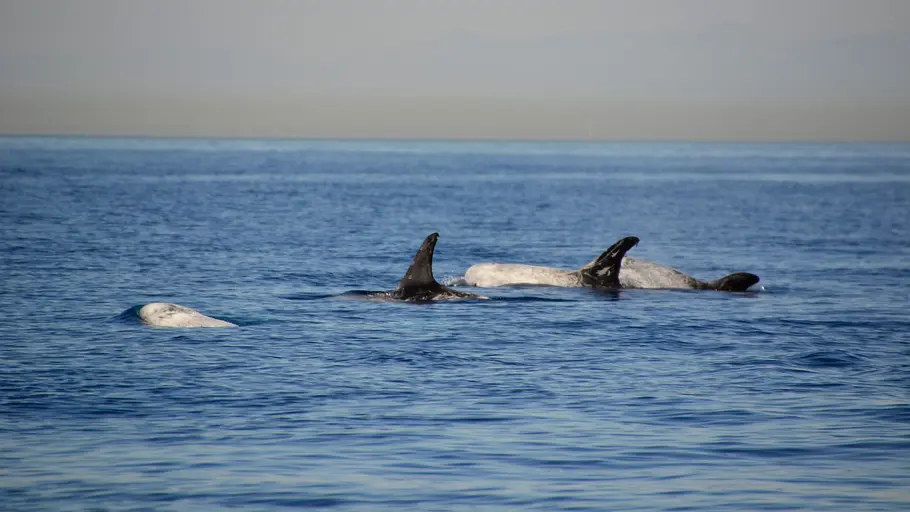 Pelagos - Welt der Wale pelagos - welt der wale