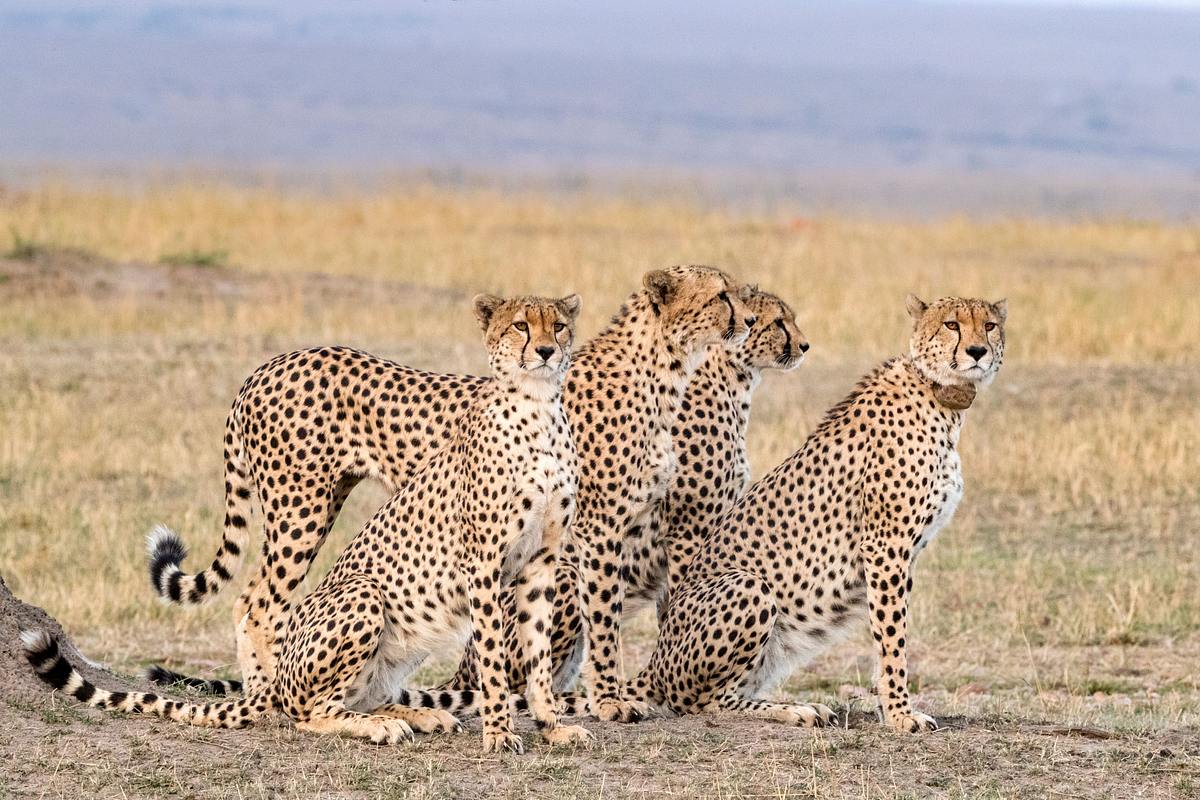 Big Cat Tales - Afrikas Raubkatzen big cat tales - afrikas raubkatzen