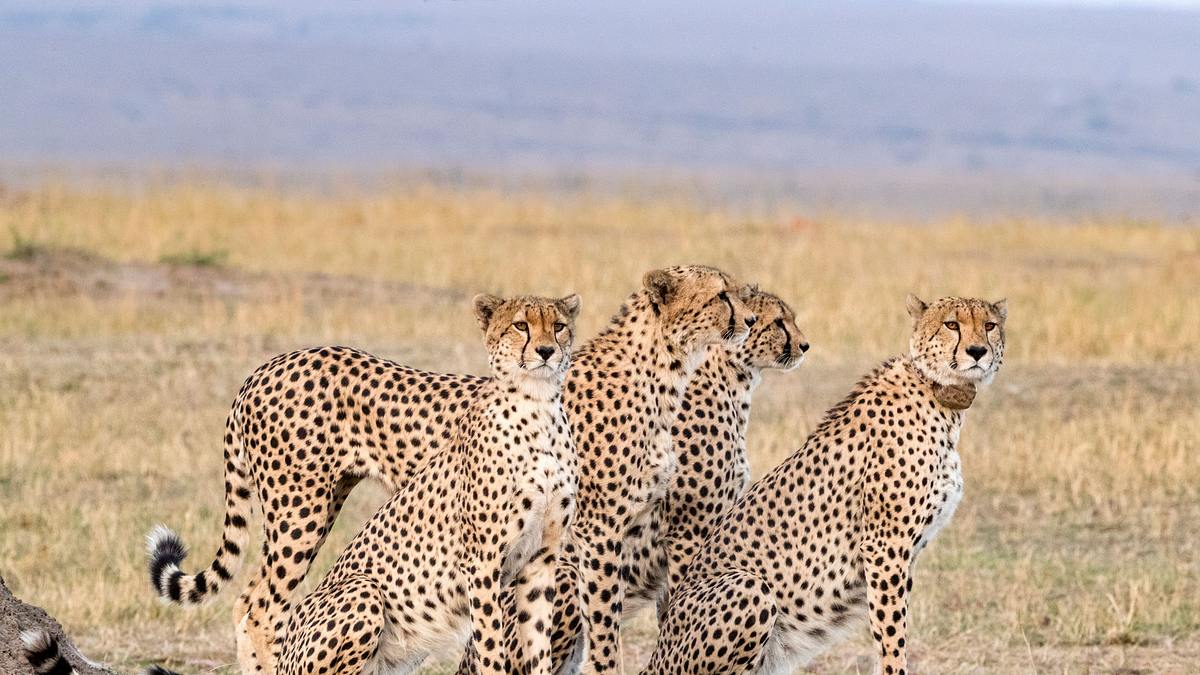 big cat tales - afrikas raubkatzen